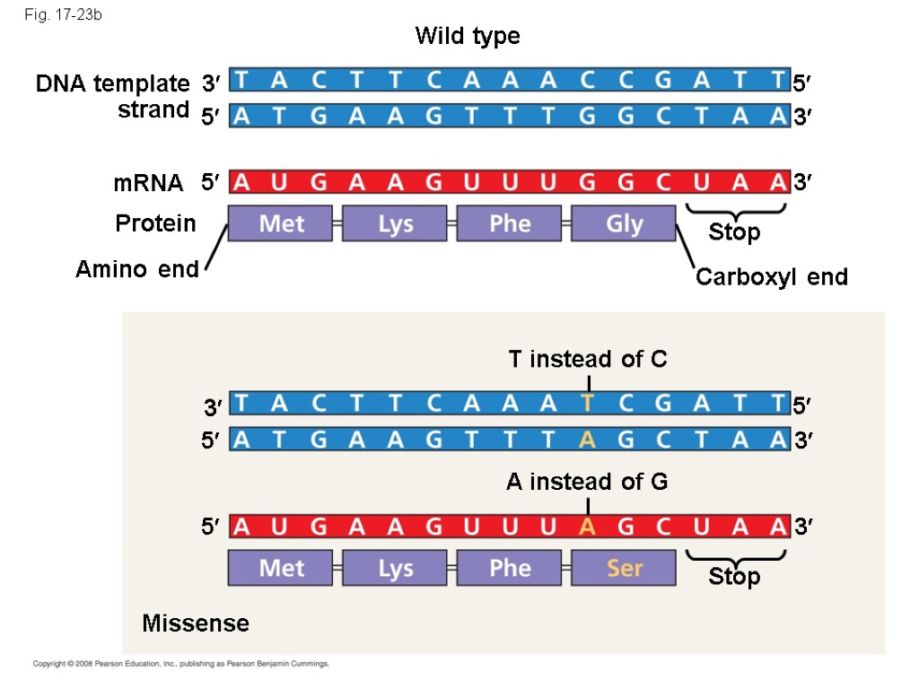 Fig. 17-23b Wild type DNA template strand 3 5 mRNA Protein 5 Amino end